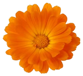 Logo of the site, a picture of a yellow magnola flower, big petails